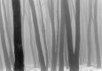 Wald im Nebel 1995